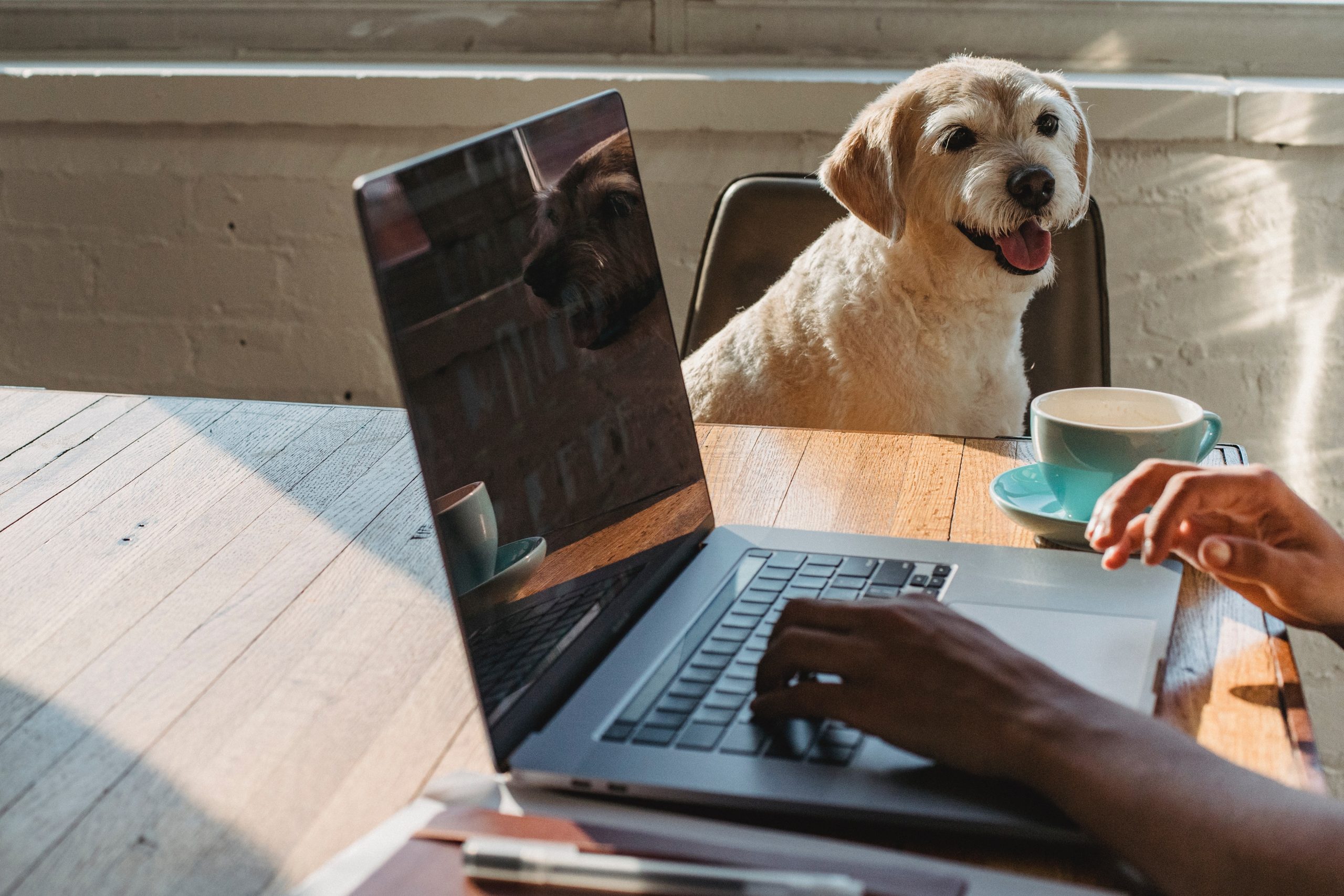 Top Benefits of Telemedicine for Pets